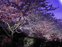 河津夜桜ライトアップ