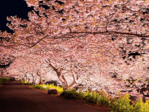河津夜桜