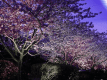 河津夜桜ライトアップ