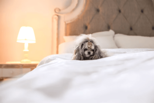 ＼オープン記念✨30％OFF✨／＜期間限定＞今だけのスペシャルオファー！この機会に「Tous les doudou」をお得に満喫するチャンス＜素泊りプラン＞