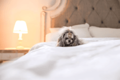 プライベートヴィラ