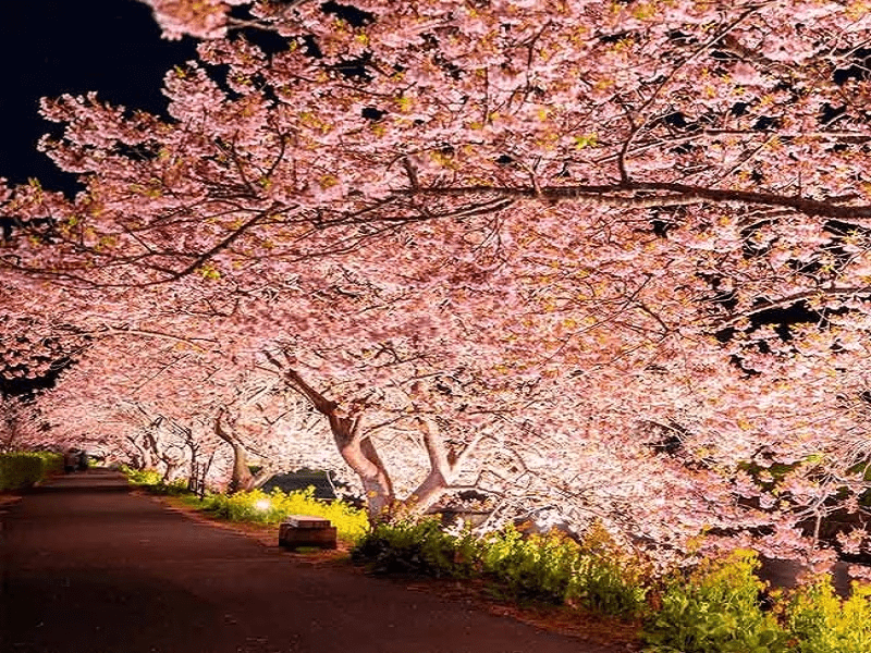 河津夜桜