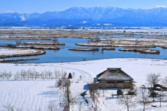 【福島潟】お車で約15分。冬は雪に覆われた景色や、白鳥など多くの渡り鳥を観察することができます。