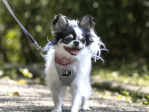愛犬と過ごす温泉旅行をお楽しみください。「旅行もご主人様と一緒だワン！」