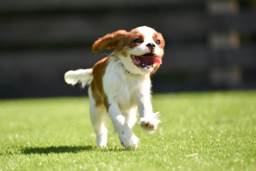 2つのアルプスと星空を楽しむアウトドアリゾート＜素泊まり／選べるお食事＞