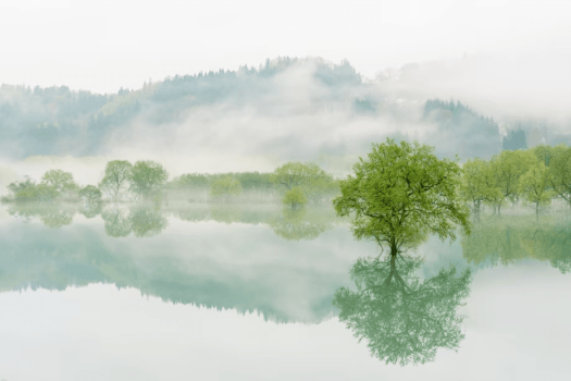 白川湖の水没林 朝もやの湖