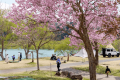 白川湖畔キャンプ場【水没林ビューサイト】