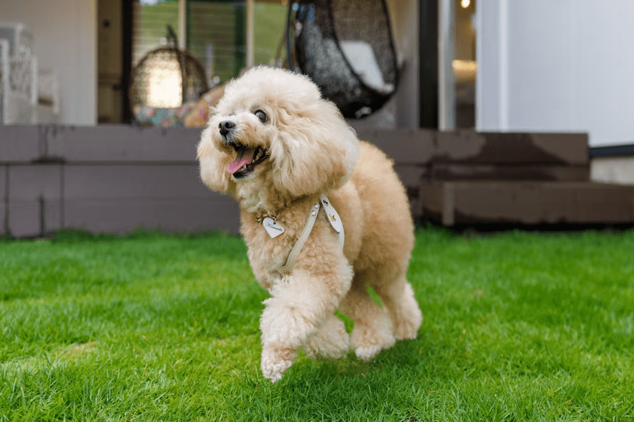 【夕食付き】12種類の餅しゃぶと選べる山陰鍋プラン～愛犬と過ごす山陰旅～〈お部屋食〉