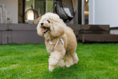 【夕食付き】12種類の餅しゃぶと選べる山陰鍋プラン～愛犬と過ごす山陰旅～〈お部屋食〉