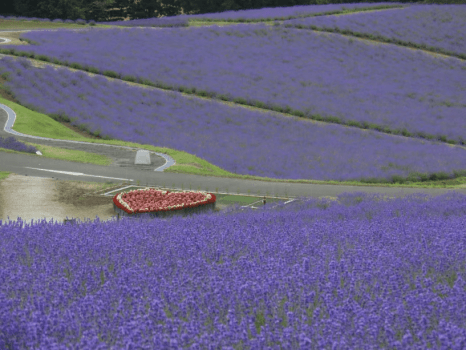 《ECOで連泊》登山に♪観光に♪テントを拠点に自遊時間☆彡お得にグランピング【温泉入浴券付き】