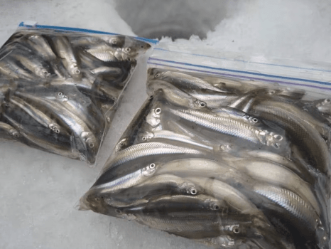 【冬の風物詩・わかさぎ釣り】★寒くない？！ポカポカ小屋で楽しむ◇ワカサギ天ぷら＆送迎付き【食事別】