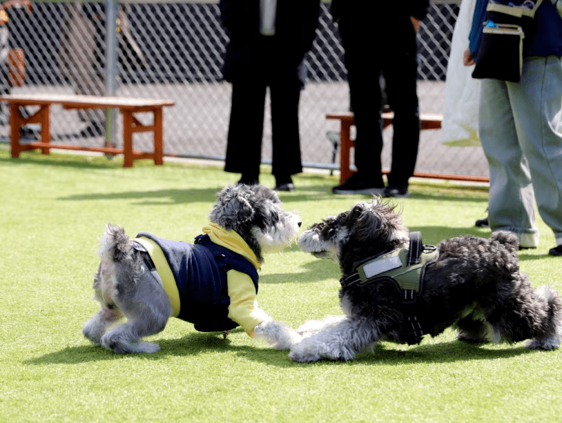 【平日限定】《レイトチェックアウト&times;巨大エア遊具MJMJ特典付き》愛犬とゆったり癒し旅！温浴＆無料ドッグランで遊び放題プラン《お食事選択可能》