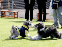 【平日限定】《レイトチェックアウト&times;巨大エア遊具MJMJ特典付き》愛犬とゆったり癒し旅！温浴＆無料ドッグランで遊び放題プラン《お食事選択可能》