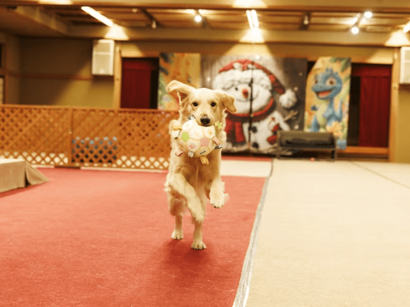大型犬も自由にのびのび遊べる250畳の屋内ドッグランは冷暖房完備！