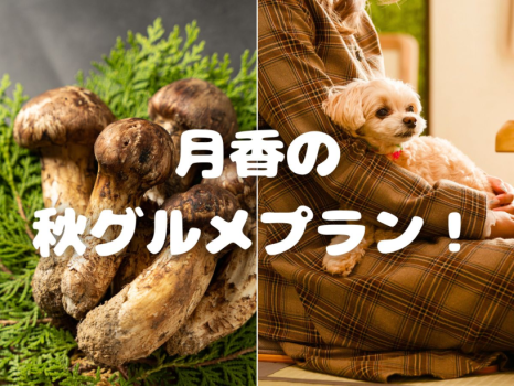松茸と若狭牛のコラボレーションをお楽しみください！