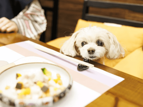 ワンちゃん用の別注料理も充実。もちろんレストランで同伴いただけます！