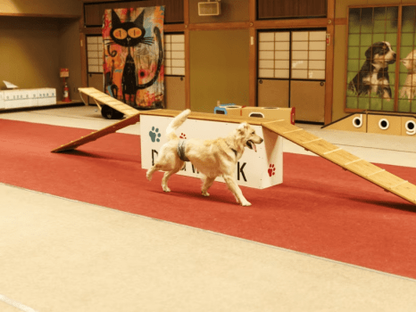 250畳のドッグランは冷暖房完備！愛犬も快適に遊べます♪