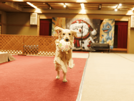 大型犬も自由にのびのび遊べる250畳の屋内ドッグランは冷暖房完備！