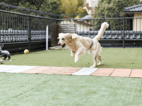 屋外ドッグランはご滞在中いつでもご利用可能！
