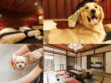 くつろぎのお部屋で、ワンちゃんとゆったり。