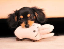 愛犬と温泉で過ごすという贅沢な休日。お食事もくつろぎの時もワンちゃんとずっと一緒です。