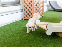 プライベートドッグラン付き純和風客室