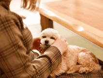 ワンちゃんとお部屋でゆっくりおくつろぎください。