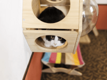 ワンニャンルーム【スタンダード】（ベッド付き和洋室）