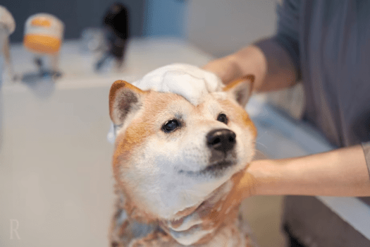 愛犬と一緒に過ごす贅沢な白浜ステイ＜素泊まり＞