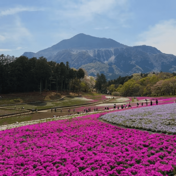 羊山公園　芝桜