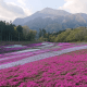 羊山公園　芝桜
