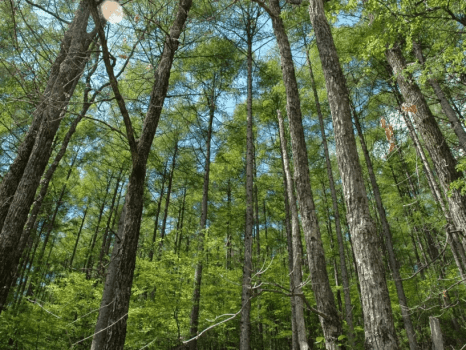 夏の周辺景色♪青々した大きな木々が荘厳な雰囲気を醸し出す