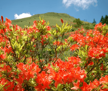 レンゲツツジの花。6月中旬～７月上旬頃が見頃です。伊那市五味池破風高原や美ヶ原高原、高ボッチ高原で咲き誇るオレンジの花は圧巻です。