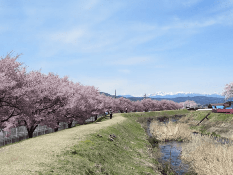 茅野市のサクラ名スポット１「宮川左岸沿いの桜並木」。川沿いの桜が立ち並ぶ下をあるくのがGoodなゆったりスポット