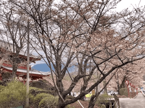 近隣施設「聖光寺」さん。春には桜の名所、秋には紅葉の名所。
メインは交通安全祈願、法相宗のお寺さんです。