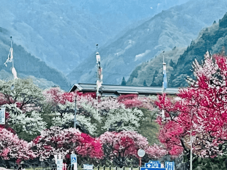 「花桃」周辺名スポット「花桃の里」赤、白、ピンク色の3色が咲き誇る景色のグラデーションは圧巻です。
見ごろは概ね4月中旬〜4月下旬頃