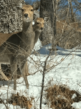 動物王国、蓼科。鹿を始めとしていろんな動物で心が躍って癒されます♪