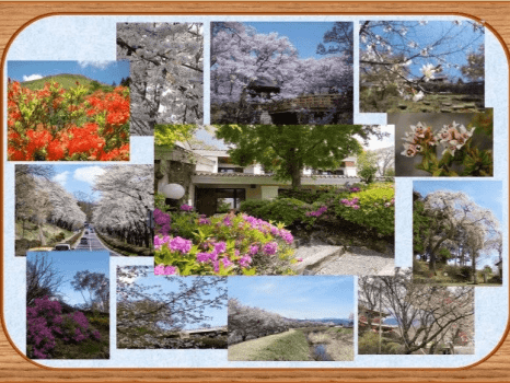 サクラやツツジの咲く季節ももうすぐ！例年では桜は４月下旬～５月中旬、つつじは６月上旬頃が見ごろです。周辺にも４月上旬から桜や高山植物の名スポット多数★