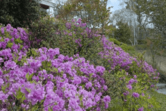 春６月上旬に頃には、「つつじ」の花が時期に応じて咲いていきます♪