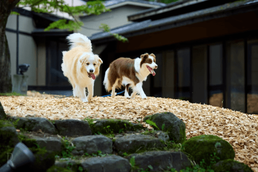 【室数限定】ぐんまフラワーパークで冬のライトアップを愛犬と～冬の創作和食コース～ (一泊二食)