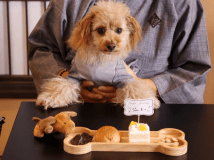 【愛犬主役の記念日旅】選べるおもちゃ＆デザートワゴン特典付き《8/24～9/10限定》ドリンク1杯無料｜基本会席