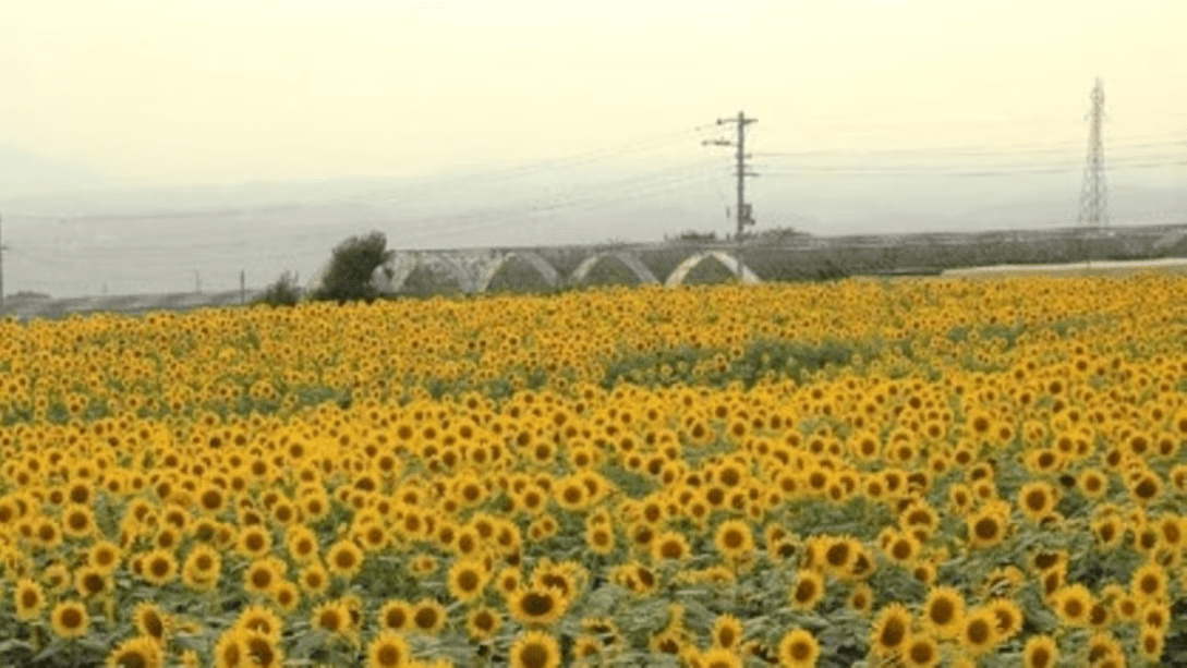 北杜市明野のひまわり（7月中旬～8月中旬 / 当館から車で約50分）