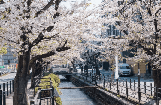 さくら温泉通りのソメイヨシノ