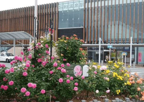 石和温泉駅前のバラの花（5月中旬）