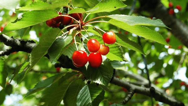 【さくらんぼ】５月から６月にかけて山梨ではさくらんぼ狩りが楽しめます