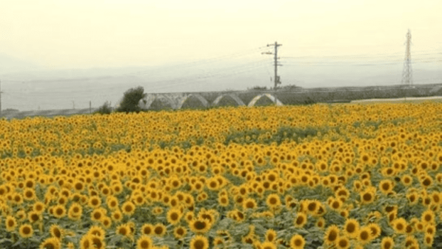 北杜市明野のひまわり（7月中旬～8月中旬 / 当館から車で約50分）