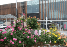 石和温泉駅前のバラの花（5月中旬）
