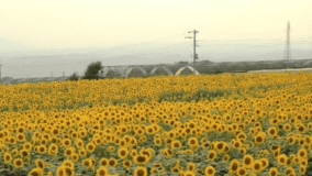 北杜市明野のひまわり（7月中旬～8月中旬 / 当館から車で約50分）