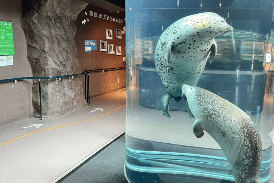 【旭山動物園】～あざらし館～