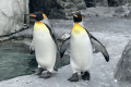 【旭山動物園】～ぺんぎん館～